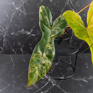 Philodendron 'Florida Beauty' x 'Billietiae' (wk39-L176)