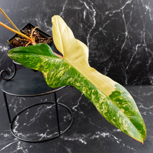Philodendron 'Florida Beauty' x 'Billietiae' (wk39-L176)