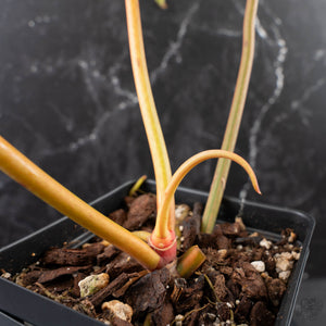 Philodendron 'Florida Beauty' x 'Billietiae' (wk39-L176)