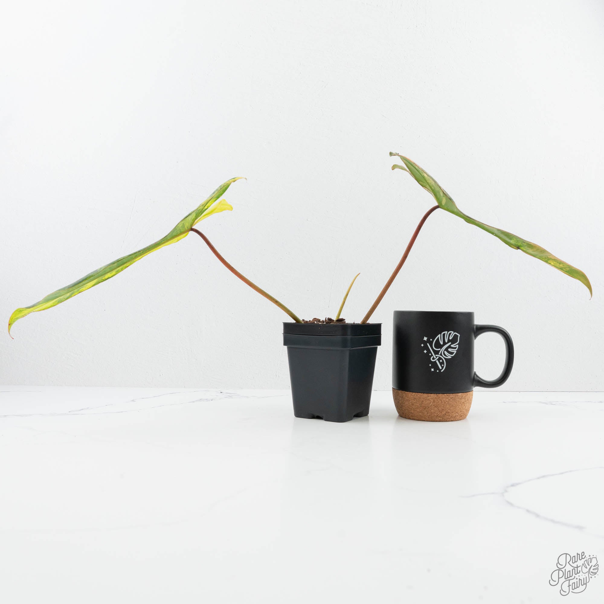 philodendron black beauty Philodendron 'Florida Beauty' x 'Billietiae' (wk19-H)