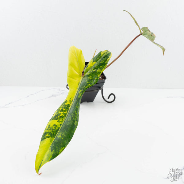 philodendron florida kaufen Philodendron 'Florida Beauty' x 'Billietiae' (wk19-H)