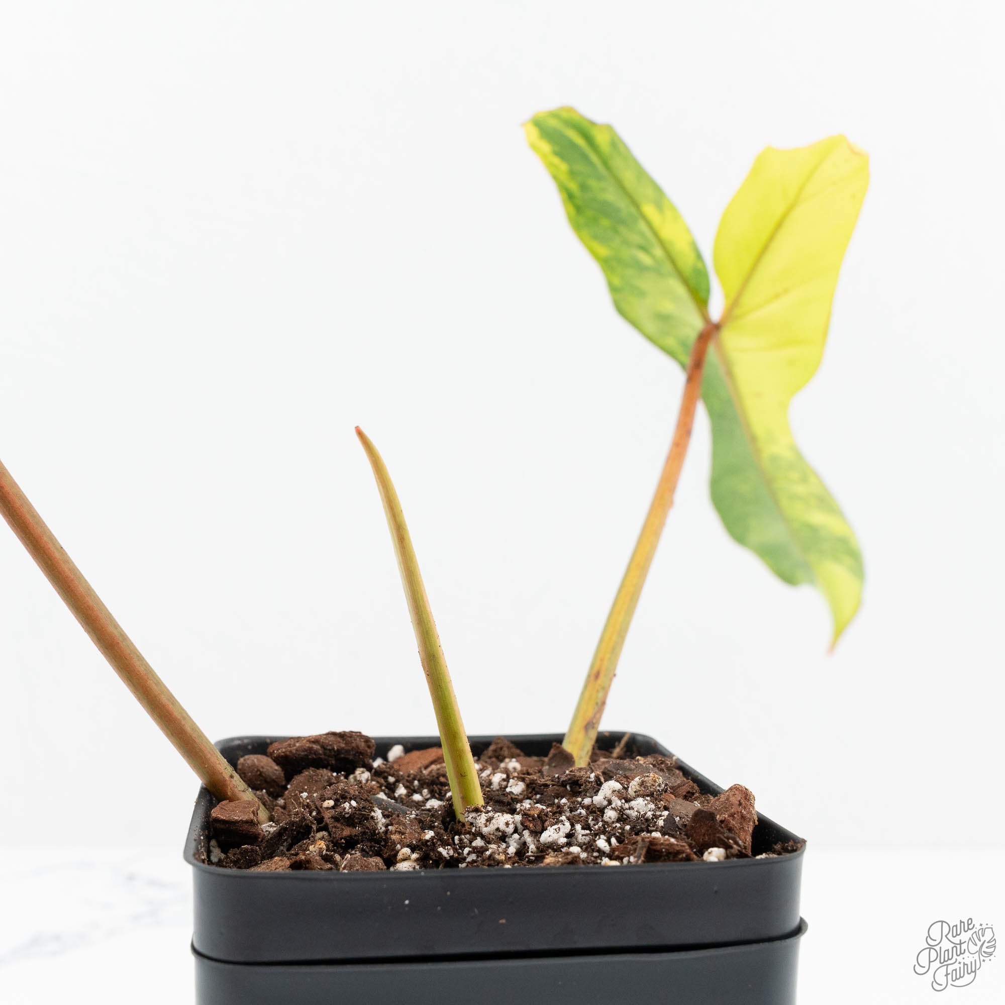 philodendron billietiae juvenile Philodendron 'Florida Beauty' x 'Billietiae' (wk19-H)