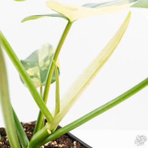 Philodendron 'Florida Beauty' x 'Mayoi' (wk23-D)