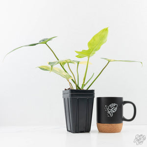Philodendron 'Florida Beauty' x 'Mayoi' (wk23-D)