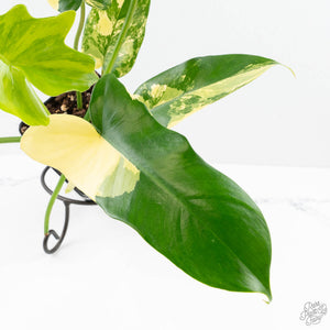 Philodendron 'Florida Beauty' x 'Mayoi' (wk23-D)