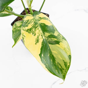 Philodendron 'Florida Beauty' x 'Mayoi' (wk23-D)
