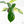 Philodendron 'Florida Beauty' x 'Mayoi' (wk23-D)