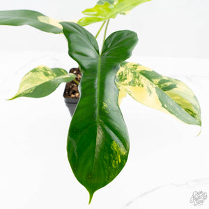 Philodendron 'Florida Beauty' x 'Mayoi' (wk23-D)