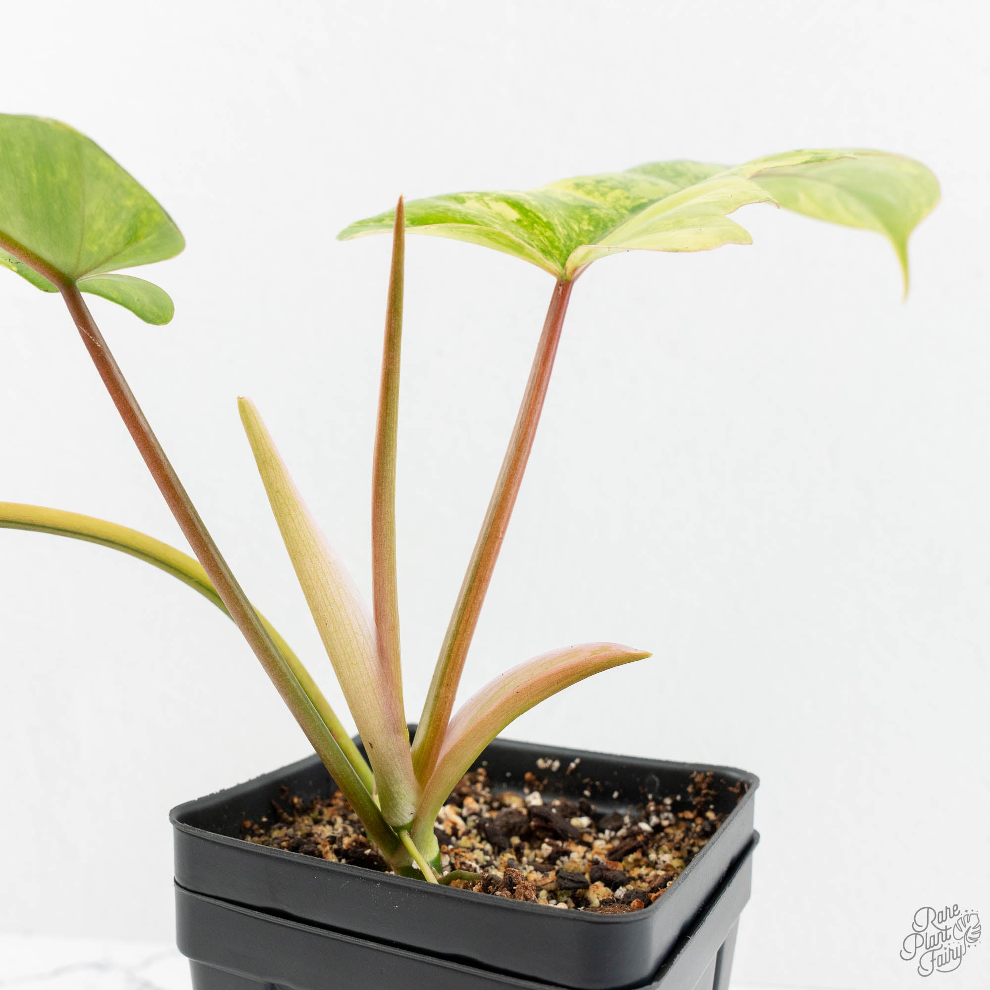 Philodendron 'Florida Beauty' x Mayoi (wk18-N) – Rare Plant Fairy