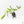 Philodendron Florida Beauty x Polypodioides Variegated (wk27-C)