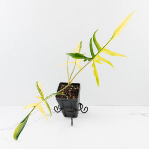 Philodendron Florida Beauty x Polypodioides Variegated (wk31-L)