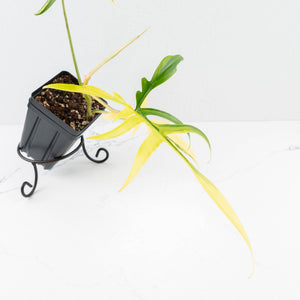 Philodendron Florida Beauty x Polypodioides Variegated (wk31-L)