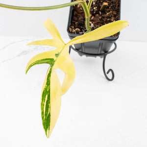 Philodendron Florida Beauty x Polypodioides Variegated (wk31-L)