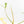 Philodendron Florida Beauty x Polypodioides Variegated (wk31-L)