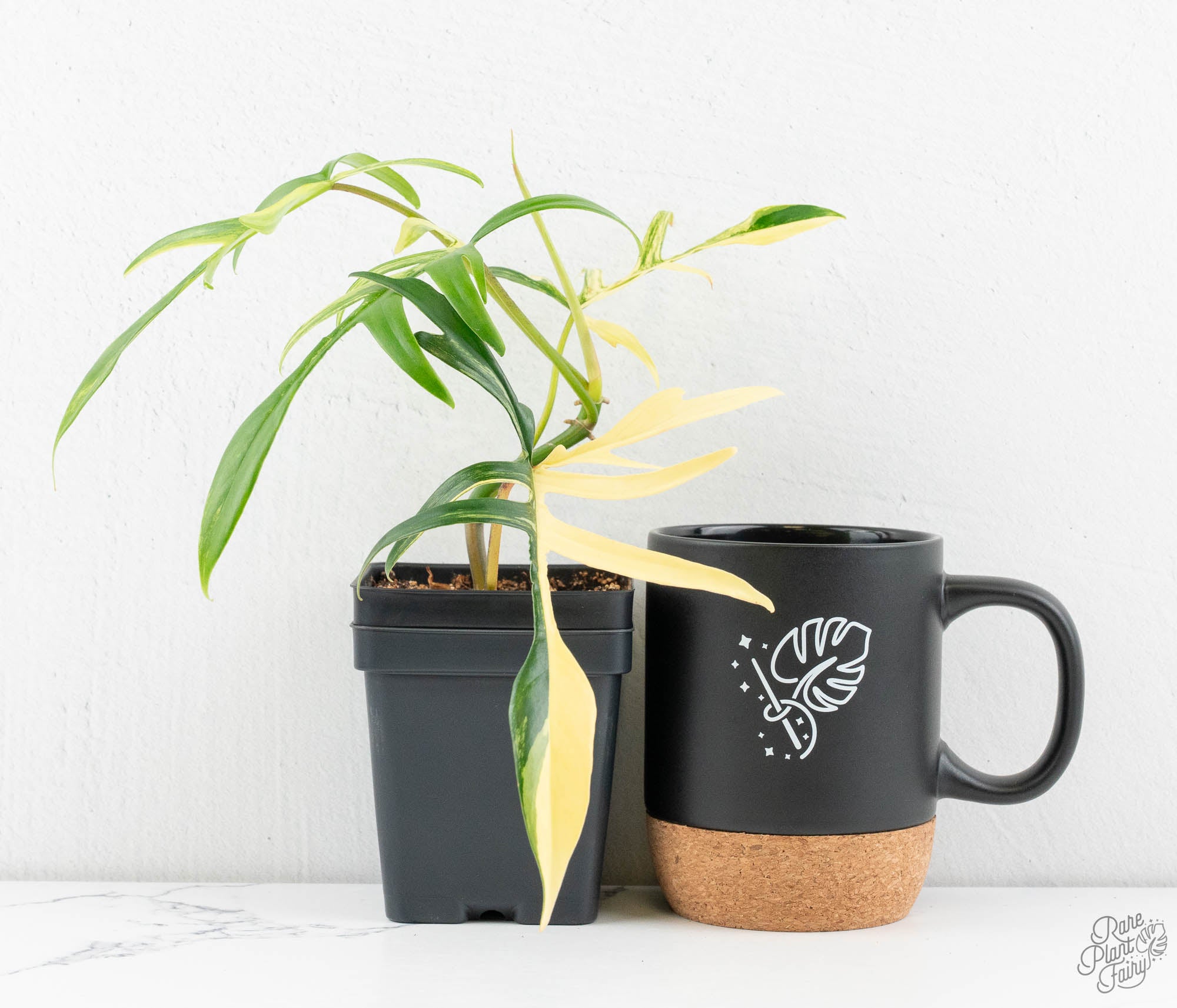Philodendron Florida Beauty x Polypodioides Variegated (wk12-E