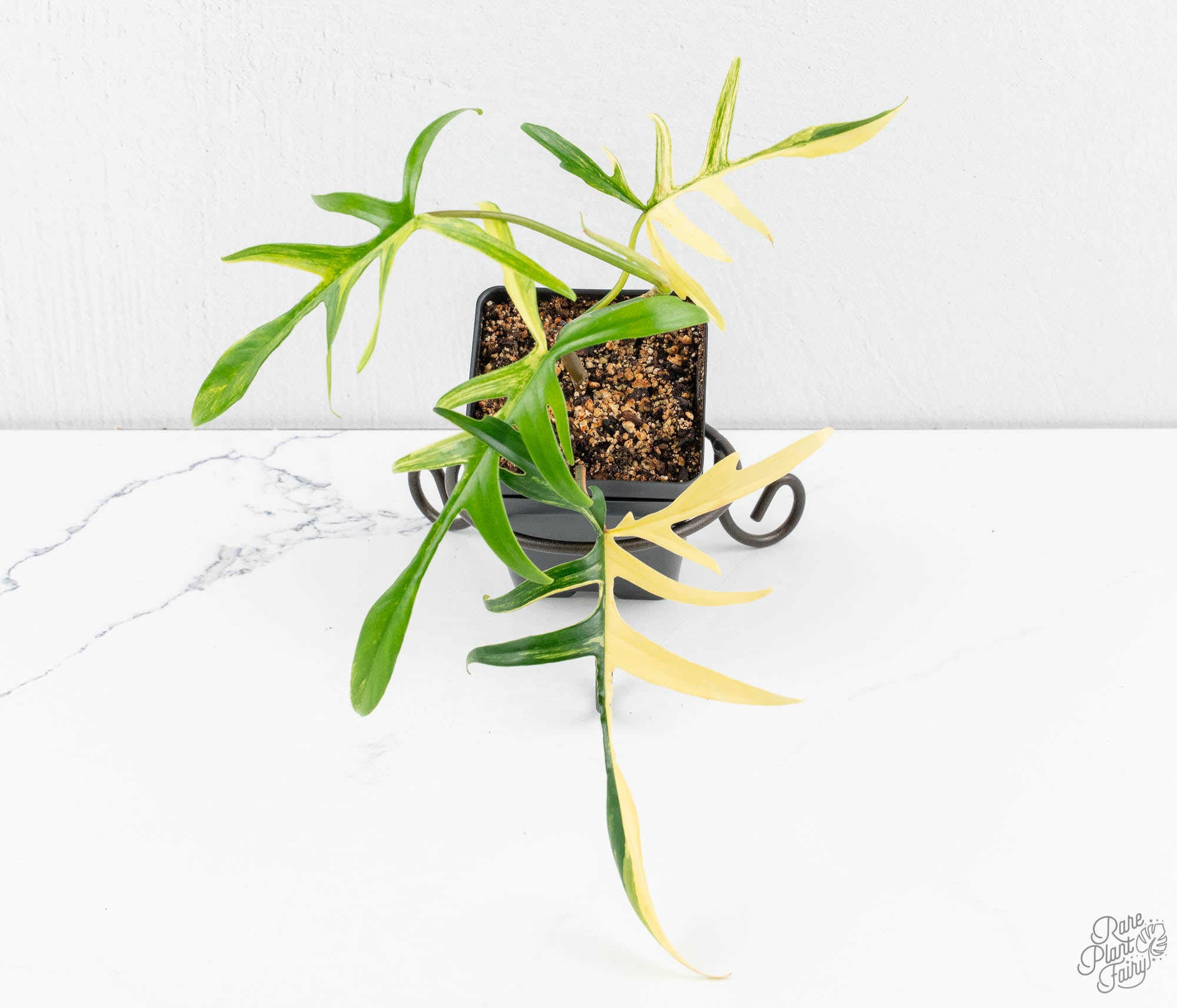 Philodendron Florida Beauty x Polypodioides Variegated (wk12-E