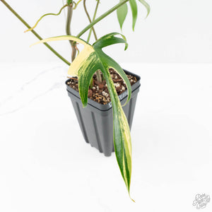 Philodendron Florida Beauty x Polypodioides Variegated (wk23-F)