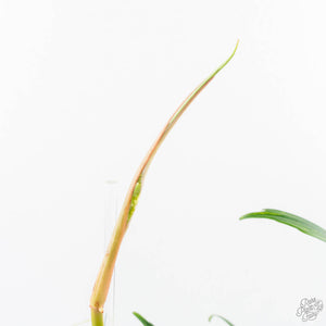 Philodendron Florida Beauty x Polypodioides Variegated (wk23-F)