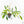 Philodendron Florida Beauty x Polypodioides Variegated (wk23-F)