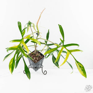 Philodendron Florida Beauty x Polypodioides Variegated (wk23-F)