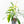 Philodendron Florida Beauty x Polypodioides Variegated (wk23-F)