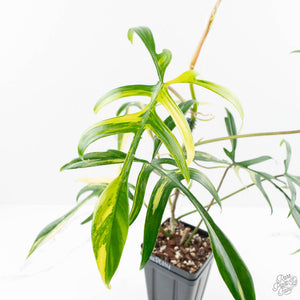 Philodendron Florida Beauty x Polypodioides Variegated (wk23-F)
