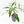 Philodendron Florida Beauty x Polypodioides Variegated (wk23-F)