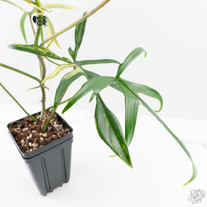 Philodendron Florida Beauty x Polypodioides Variegated (wk23-F)