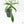 Philodendron Florida Beauty x Polypodioides Variegated (wk23-F)