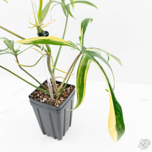 Philodendron Florida Beauty x Polypodioides Variegated (wk23-F)