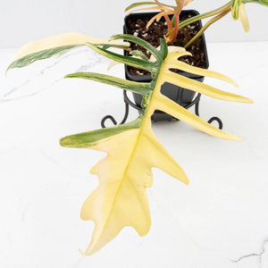 Philodendron 'Florida Beauty' x 'Tortum' Variegated (wk34-L81)