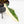Philodendron 'Florida Beauty' x 'Tortum' Variegated (wk34-L81)