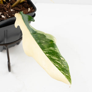 Philodendron 'Florida Beauty' x 'Tortum' Variegated (wk34-L81)