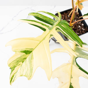Philodendron 'Florida Beauty' x 'Tortum' Variegated (wk34-L81)