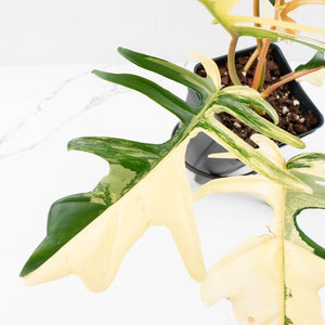 Philodendron 'Florida Beauty' x 'Tortum' Variegated (wk34-L81)