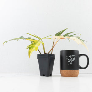 Philodendron 'Florida Beauty' x 'Tortum' Variegated (wk35-L213)