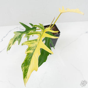 Philodendron 'Florida Beauty' x 'Tortum' Variegated (wk17-D)