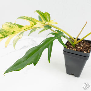 Philodendron 'Florida Beauty' x 'Tortum' Variegated (wk17-D)