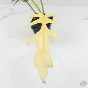 Philodendron 'Florida Beauty' x 'Tortum' Variegated (wk17-D)