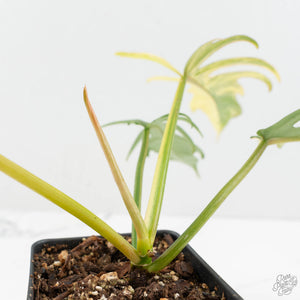 Philodendron 'Florida Beauty' x 'Tortum' Variegated (wk17-D)