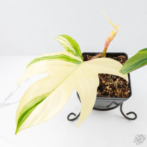 Philodendron 'Florida Beauty' Albo Variegated (wk21-UJ)