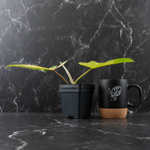 Philodendron 'Florida Beauty' x 'Billietiae' (wk39-L296)