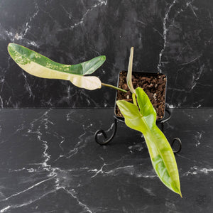 Philodendron 'Florida Beauty' x 'Billietiae' (wk39-L296)