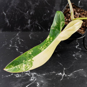 Philodendron 'Florida Beauty' x 'Billietiae' (wk39-L296)