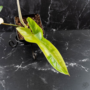 Philodendron 'Florida Beauty' x 'Billietiae' (wk39-L296)