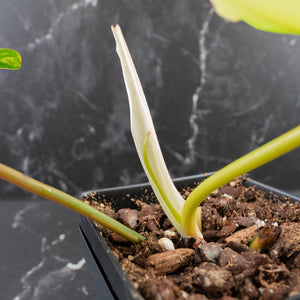 Philodendron 'Florida Beauty' x 'Billietiae' (wk39-L296)
