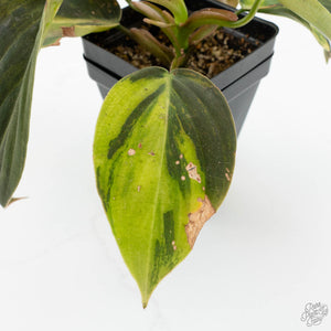 Philodendron Gigas Variegated (wk17-UJ)