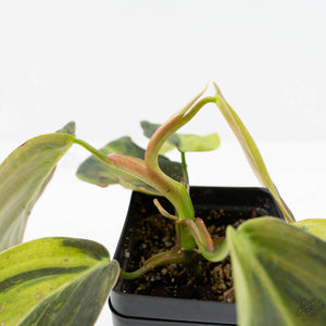 Philodendron Gigas Variegated (wk17-UJ)