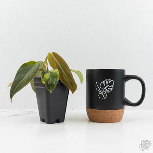 Philodendron Gigas Variegated (wk17-UJ)