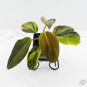 Philodendron Gigas Variegated (wk17-UJ)